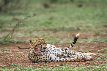 Cheetah in Kruger National park, South Africa
