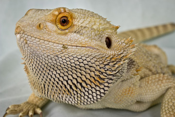 Bearded Dragon Against a White Background
