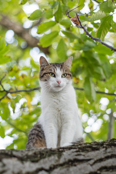 Cat climbing on tree