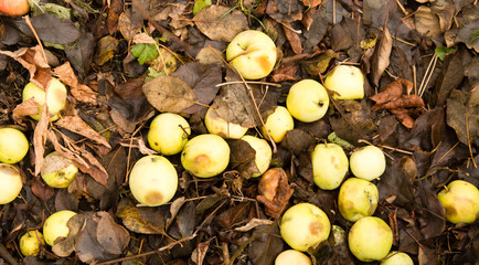 Apples lie on the ground in autumn