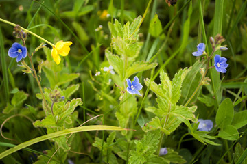  Natural texture of grasses, moss, greens and trees,flowers.