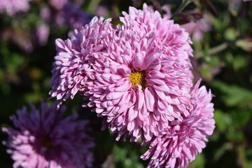 食用菊 料理食材