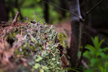  Natural texture of grasses, moss, greens and trees.