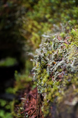  Natural texture of grasses, moss, greens and trees.