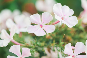 Tender summer flowers