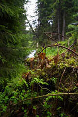 Natural texture of grasses, moss, greens and trees.