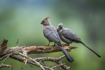 Grey go away bird in Kruger National park, South Africa