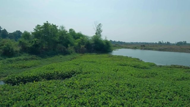 natural pond in asian landscape