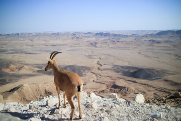 Oryx looking over the Makhtesh Ramon Crater in Israel