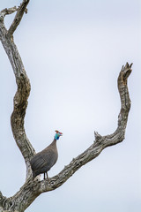 Helmeted guineafowl in Kruger National park, South Africa ; Specie Numida meleagris family of Numididae