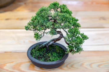 Foto op Aluminium Bonsai Miniatuurplant gekweekt in een tray volgens Japanse bonsaitradities
