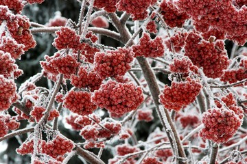 Иней на деревьях © Пальцына Ирина