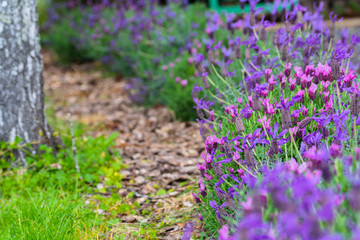 Obraz premium lavender background