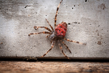 Orb-weaving spider Araneus angulatus male, isolated on white background, rear view