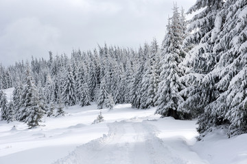 Snow covered winter road and fir trees