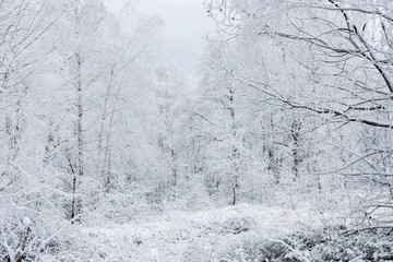 Winter landscape with hoarfrost on the trees