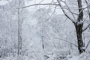 Winter landscape with hoarfrost on the trees