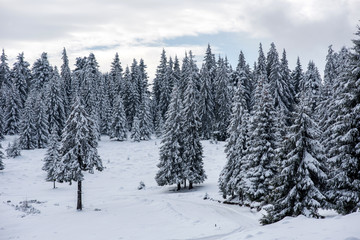 Winter fir trees in the mountains covered with snow
