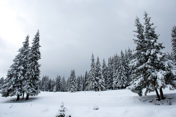 Winter fir trees in the mountains covered with snow