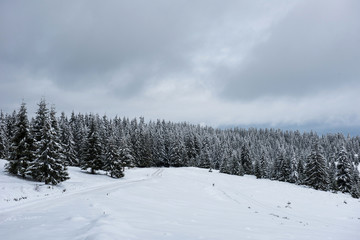 Fototapeta na wymiar Winter fir trees in the mountains covered with snow