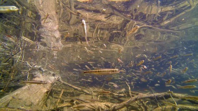 Common minnow fish in shallow water