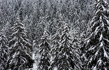 Snow covered fir tree forest. Natural pattern