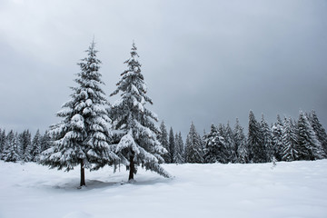 Winter fir trees in the mountains covered with snow