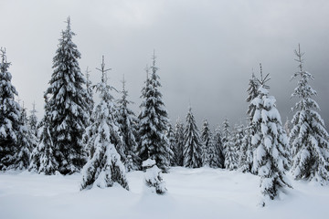 Winter trees covered by snow in the mountains