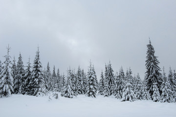 Fototapeta na wymiar Winter trees covered by snow in the mountains