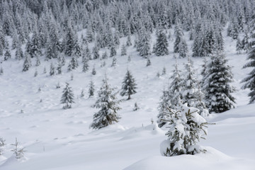 Fototapeta na wymiar Magical snow covered fir trees in the mountains