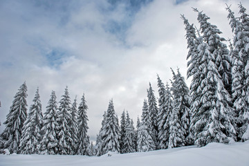 Magical snow covered fir trees in the mountains