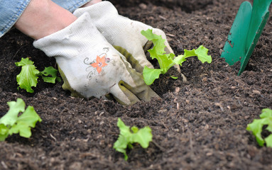 close on gardener hand planting lettuce seedling 
