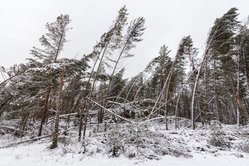 snow-covered fragments of trees broken during a storm