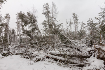 broken trees in the winter