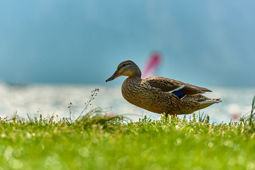 Duck stand next to a pond or lake with bokeh background,selectiv focus