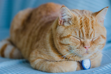 Fototapeta na wymiar Ginger British Shorthair Cat