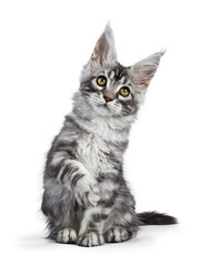 Black silver tabby Maine Coon cat kitten sitting isolated on white background with right front paw lifted and looking up