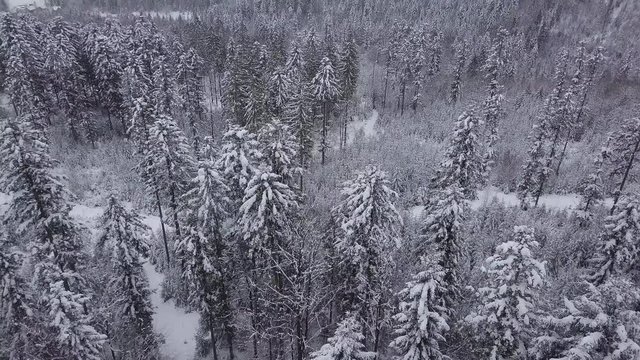 Amazing view from drone of spacious forest with coniferous trees under white frost in gloomy weather of winter in Poland.