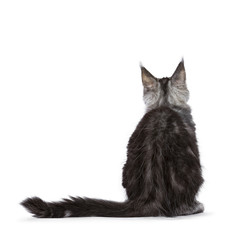 Backside of black silver tabby Maine Coon cat kitten sitting isolated on white background  © Nynke