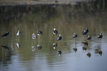 Cig&uuml;e&ntilde;uelas