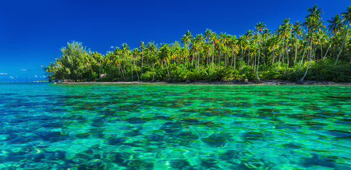 Underwater coral reef next to green tropical island, Moorea, Tahiti, Polynesia - obrazy, fototapety, plakaty