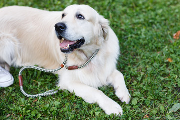 Photo of golden retriever with collar on walk