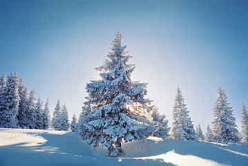 Fototapeta premium Winter landscape in the mountains