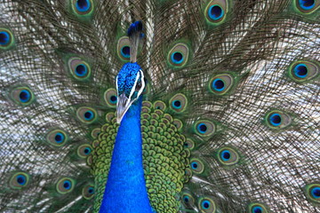 Obraz premium bird