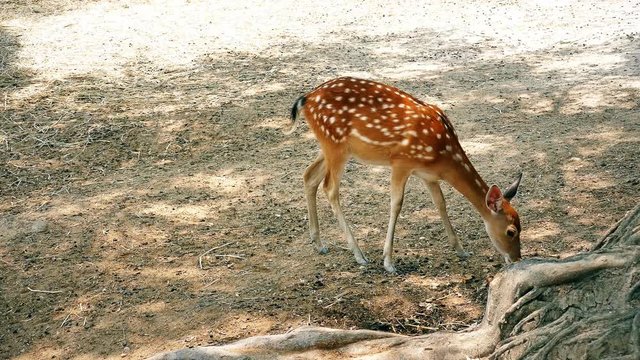 Chital, Cheetal, Spotted deer, Axis deer eating grass, 4K