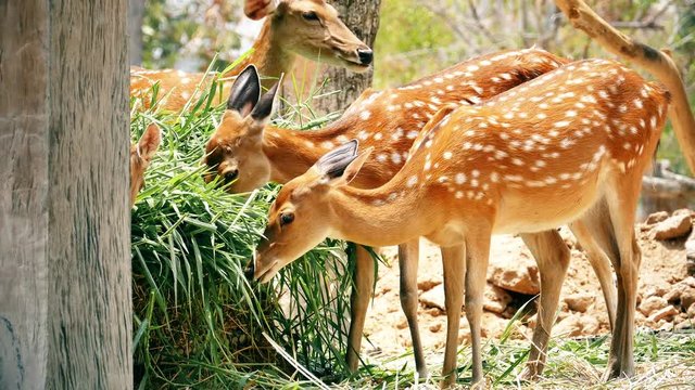 Chital, Cheetal, Spotted deer, Axis deer eating grass, 4K