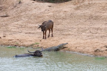 Crocodile hidden in water lurking on young water buffalo.