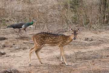 Naklejka na ściany i meble ndian deer (Axis axis) and peacock in Yala National Park in Sri Lanka.