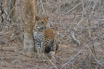 Leopard in the Yala National Park.