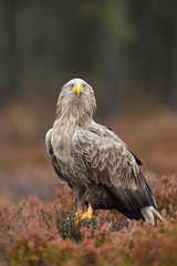 White-tailed eagle with autumn colors
